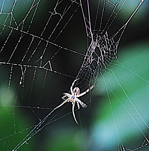 Web Weaver