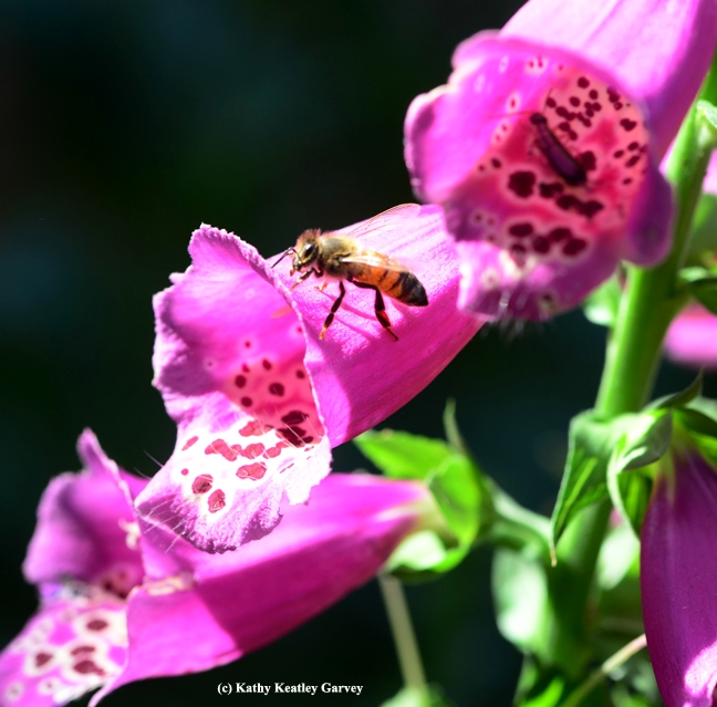 A honey bee seeks an entrance into the foxglove. (Photo by Kathy Keatley Garvey)
