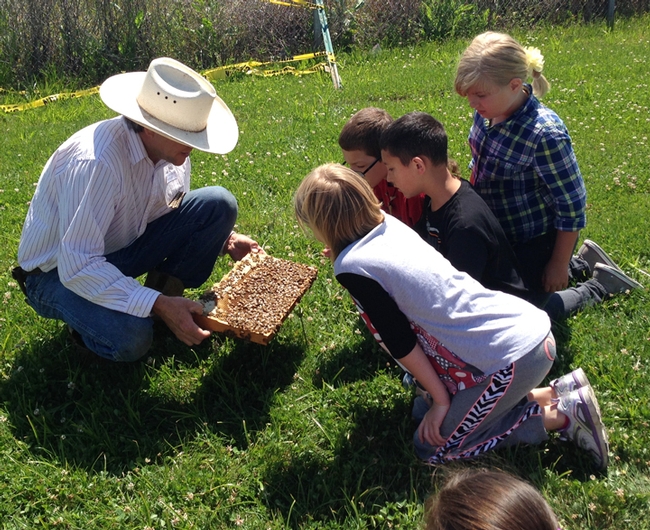 Beekeeper Brian Fishback shows students at Lake Canyon Elementary School, Galt, a frame of bees. (Photo by Beth Bartkowski)
