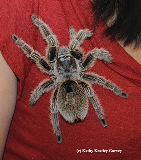 This rose-haired tarantula from the Bohart Museum will be at the Dixon May Fair on May 10-11 in the Floriculture Building from 1 to 4 p.m. (Photo by Kathy Keatley Garvey)
