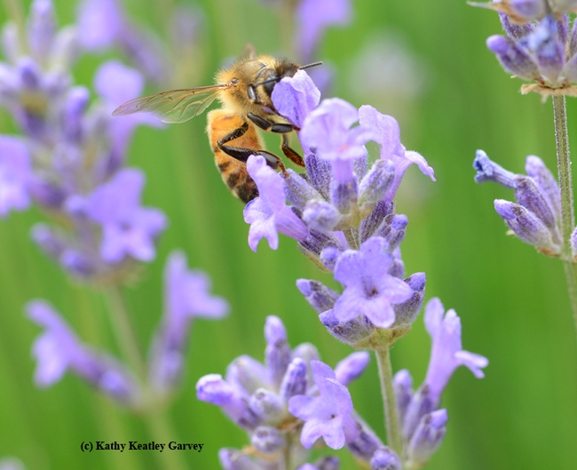 Honey bee foraging on lavender. (Photo by Kathy Keatley Garvey)