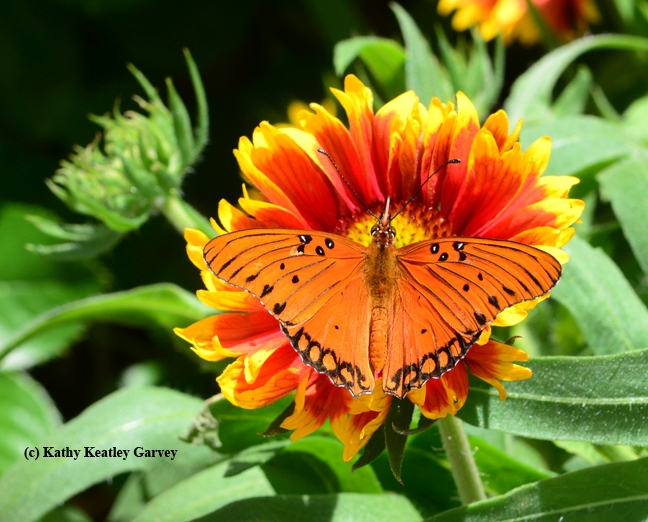 Gulf Fritillary touches down on a blanket flower. (Photo by Kathy Keatley Garvey)