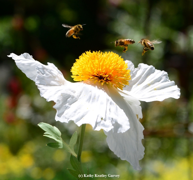 A bee ballet over a Matilija poppy. (Photo by Kathy Keatley Garvey)