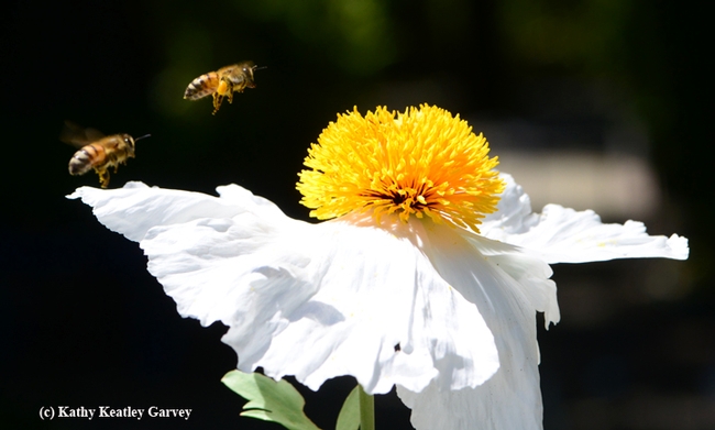 Honey bee going for the gold. (Photo by Kathy Keatley Garvey)