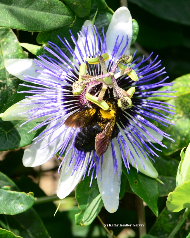 A Valley carpenter bee receives a brush of pollen. (Photo by Kathy Keatley Garvey)