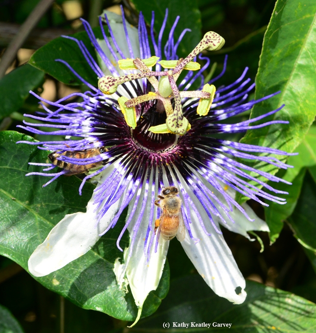 Honey bees frequent the passion flowers, too. (Photo by Kathy Keatley Garvey)
