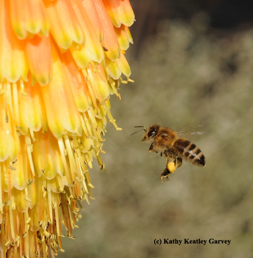 A honey bee, loaded with pollen, heads for Kniphofia 