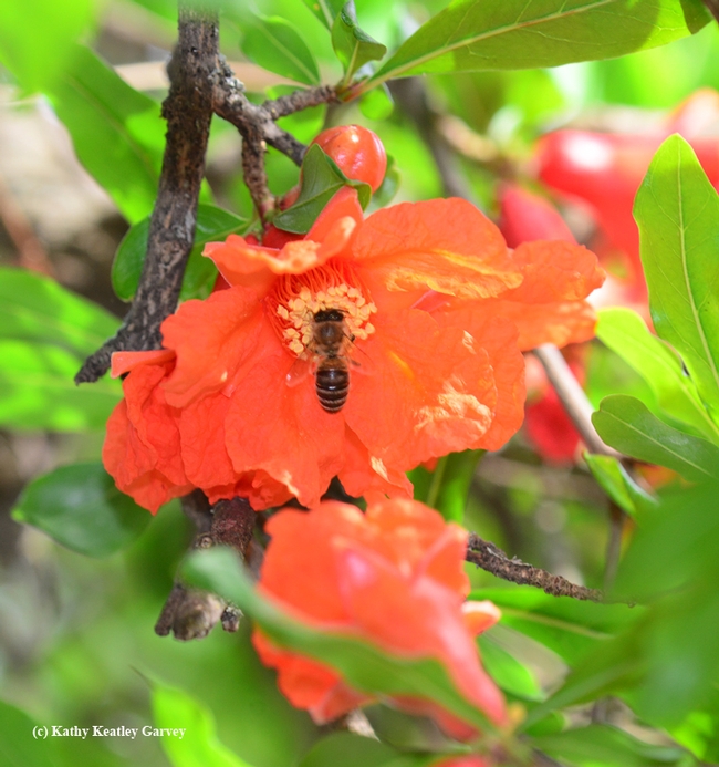 Honey bee foraging on a pomegranate blossom. (Photo by Kathy Keatley Garvey)