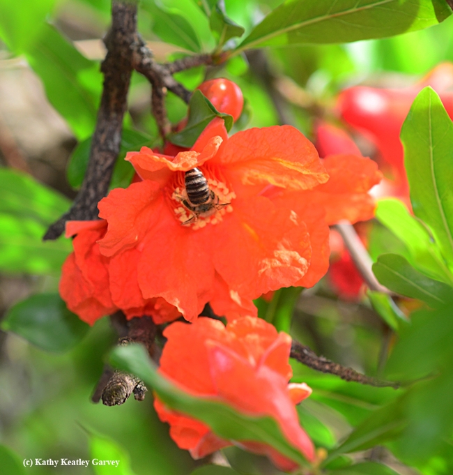 Bottoms up! Honey bee delves deep into a pomegranate blossom. (Photo by Kathy Keatley Garvey)