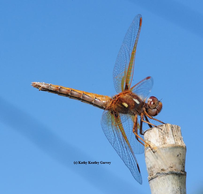 Red-veined meadowhawk, Sympetrum madidum, perches on a stake. (Photo by Kathy Keatley Garvey)