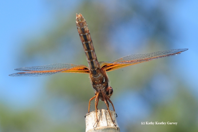 A different angle of the red-veined meadowhawk. (Photo by Kathy Keatley Garvey)