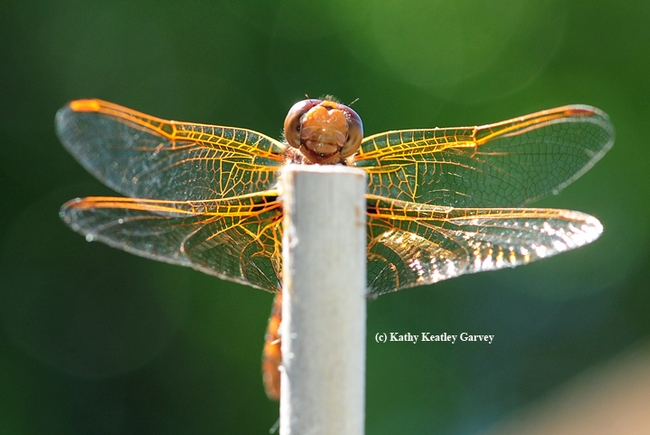 Front view of the red-veined meadowhawk. (Photo by Kathy Keatley Garvey)