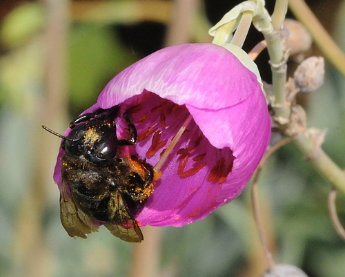 Pollen-Covered Carpenter Bee