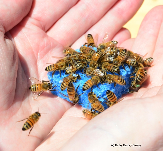 A handful of bees, held by Barbara Allen-Diaz. (Photo by Kathy Keatley Garvey)