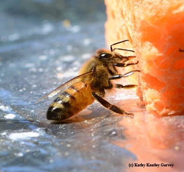 Honey bee sipping nectar from a sponge. (Photo by Kathy Keatley Garvey)