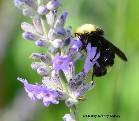 Side view of the male yellow-faced bumble bee, Bombus vosnesenskii. (Photo by Kathy Keatley Garvey)