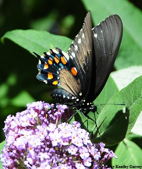 The pipevine swallowtail may be among the butterflies found during the bioblitz. (Photo by Kathy Keatley Garvey)