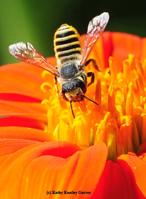 A native bee, Megachile fidelis. (Photo by Kathy Keatley Garvey)