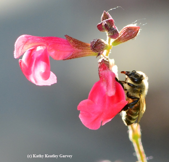 Honey bee looks for the hole drilled by a carpenter bee. (Photo by Kathy Keatley Garvey)