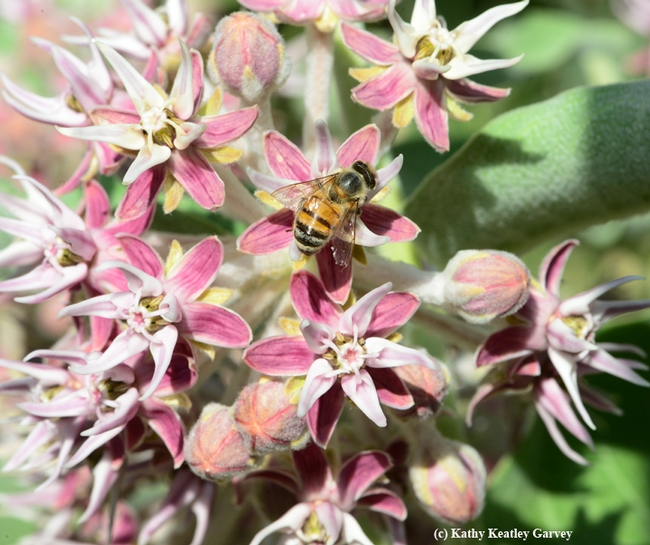 Honey bee foraging on milkweed in the UC Davis Arboretum, near Mrak Hall. (Photo by Kathy Keatley Garvey)