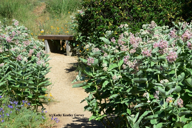 Walk down the garden path, lined with milkweed, and sit on the bench in the UC Davis Arboretum. (Photo by Kathy Keatley Garvey)