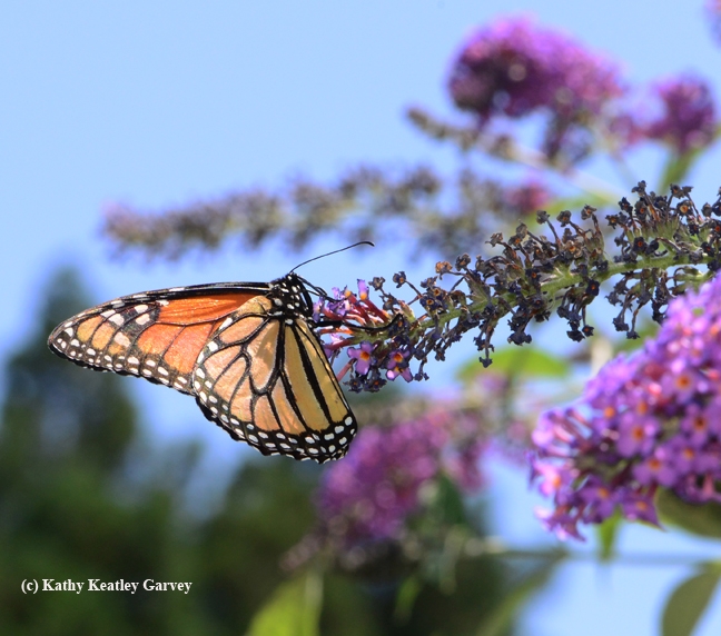 A monarch butterfly on a butterfly bush. (Photo by Kathy Keatley Garvey)