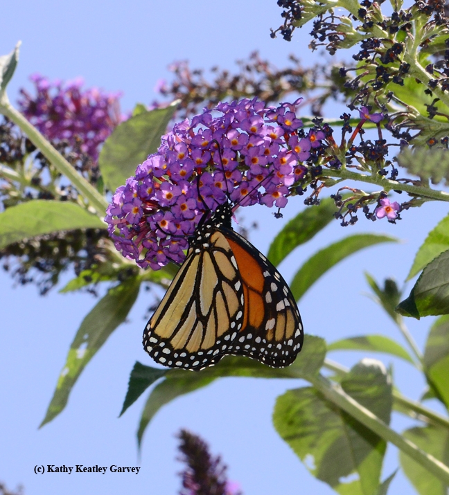 Monarch butterfly finds just the right blossom. (Photo by Kathy Keatley Garvey)