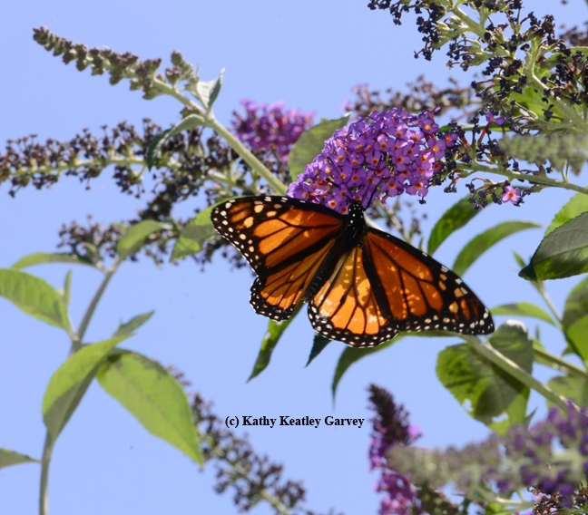 At times, the monarch resembles a strained glass window. (Photo by Kathy Keatley Garvey)