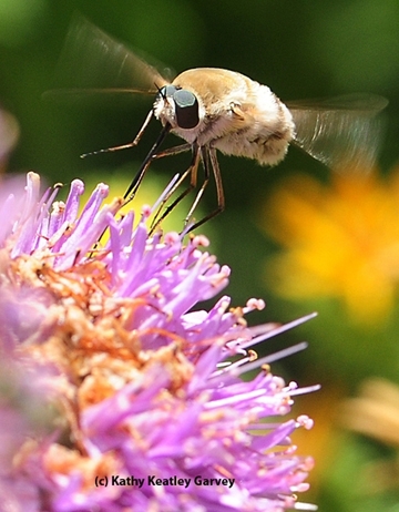 Bug of the Year: Long-nosed bee fly, Bombylius major. (Photo by Kathy Keatley Garvey)