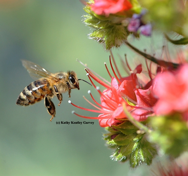 A honey bee heads toward a tower of jewels (Echium wildpretii). (Photo by Kathy Keatley Garvey)