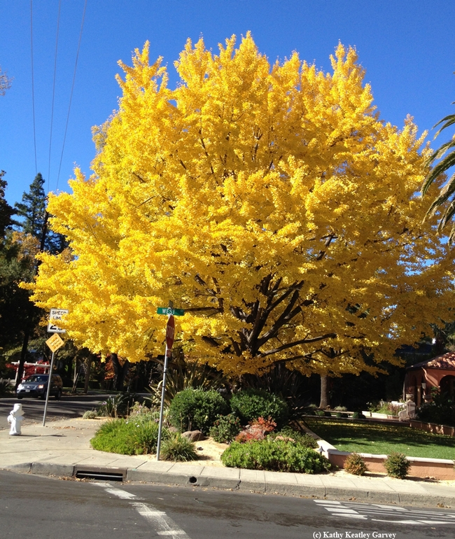A beautiful ginkgo specimen at the corner of West Street and Buck Avenue, Vacaville. (Photo by Kathy Keatley Garvey)
