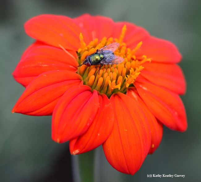 A green bottle fly rests on a Mexican sunflower (Tithonia rotundifolia). (Photo by Kathy Keatley Garvey)