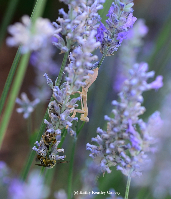 A praying mantis climbs down a lavender stem to get a closer look at the sleeping boy bees, longhorned digger bees, Melissodes agilis. (Photo by Kathy Keatley Garvey)