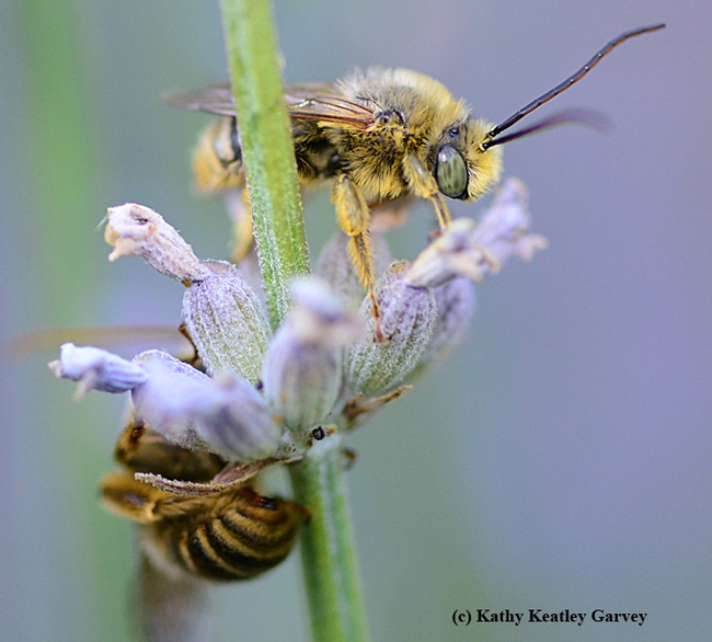 Whew! That was close. A sleepy male longhorned digger bee gets ready to fly. (Photo by Kathy Keatley Garvey)
