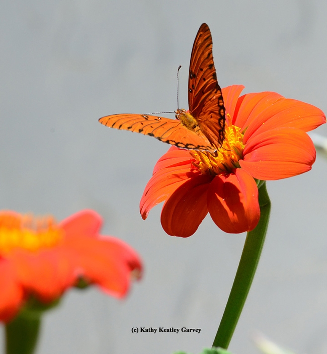 A Gulf Fritillary sips nectar from a Mexican sunflower (Tithonia), unaware of what will soon occur. (Photo by Kathy Keatley Garvey)