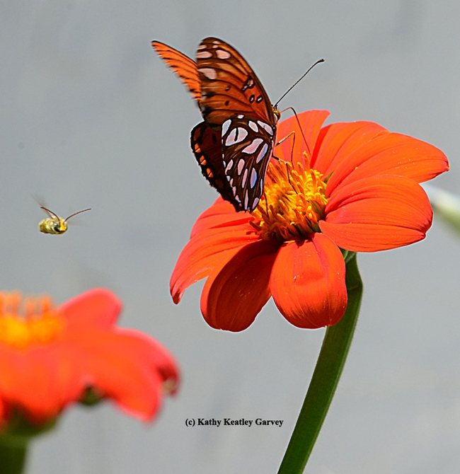 A speeding bullet, a male longhorned digger bee, targets the unsuspecting Gulf Fritillary. (Photo by Kathy Keatley Garvey)