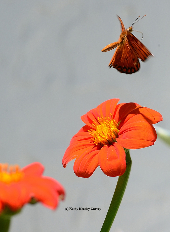 Startled by the digger bee, the Gulf Fritillary shoots straight up. (Photo by Kathy Keatley Garvey)