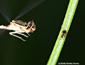 Damselfly takes an interest in an ant. (Photo by Kathy Keatley Garvey)