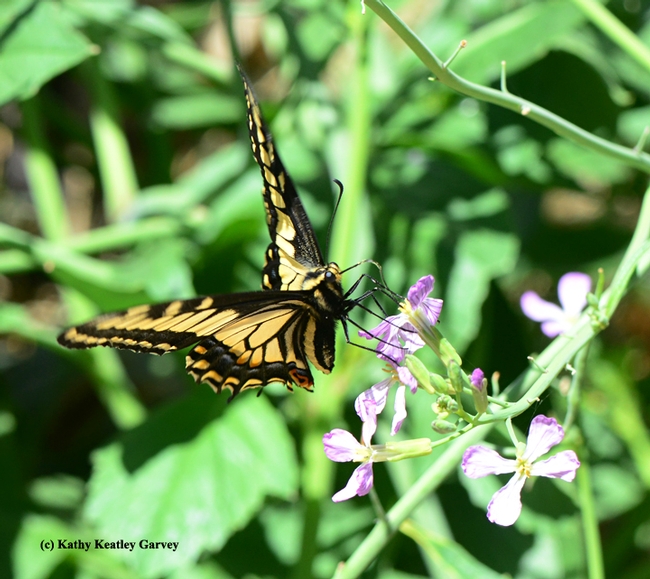 We have liftoff! Anise swallowtail leaves the wild radish. (Photo by Kathy Keatley Garvey)