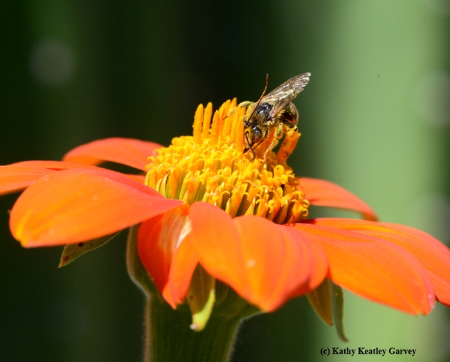 A male sunflower bee, Melissodes agilis, keeps a wary eye out as she forages on a Mexican sunflower, Tithonia. (Photo by Kathy Keatley Garvey)