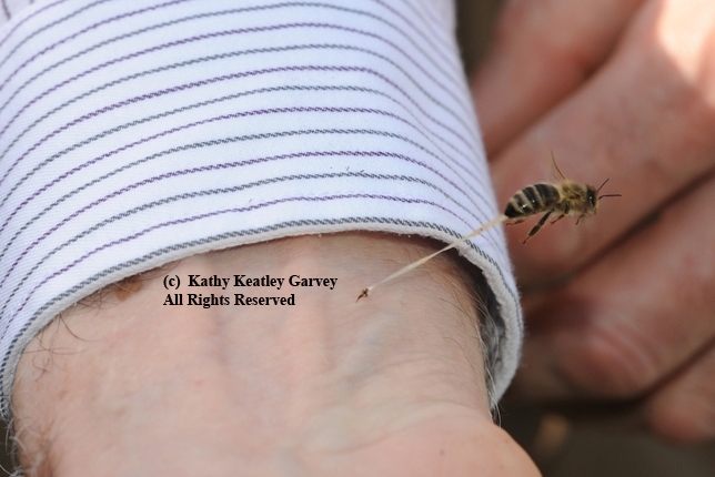 This photo of a bee sting, by Kathy Keatley Garvey, appears in Sarah Albee's book, 