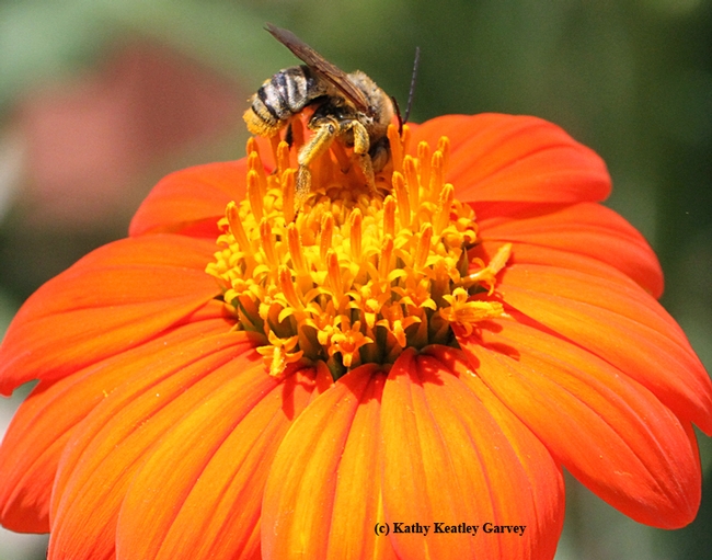 A male longhorned sunflower bee, Svastra obliqua, foraging on a Mexican sunflower. (Photo by Kathy Keatley Garvey)