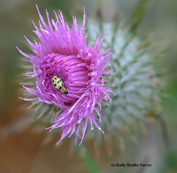 Occupied! This bull thistle is occupied by a spotted cucumber beetle. (Photo by Kathy Keatley Garvey)