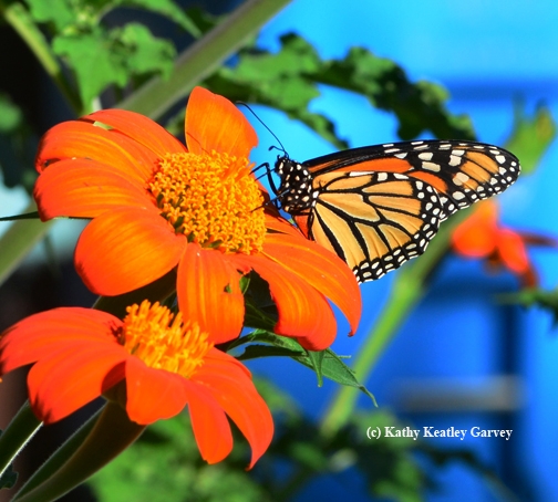 A monarch butterfly (Danaus plexippus) foraging on the Tithonia. (Photo by Kathy Keatley Garvey)