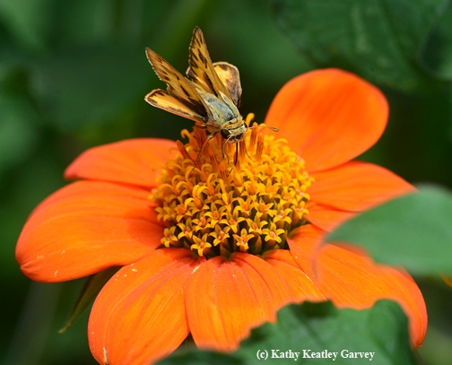 A skipper takes a liking to the Tithonia. (Photo by Kathy Keatley Garvey)