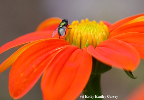 This fly is a pollinator, too! (Photo by Kathy Keatley Garvey)