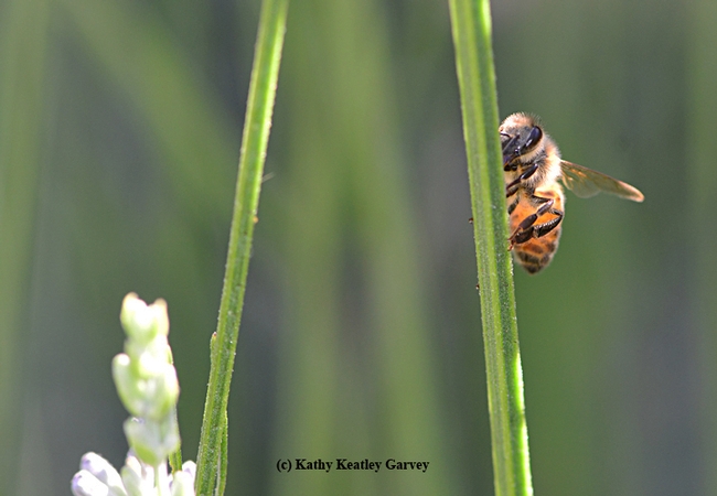 A honey bee warming herself on a lavender stem. (Photo by Kathy Keatley Garvey)