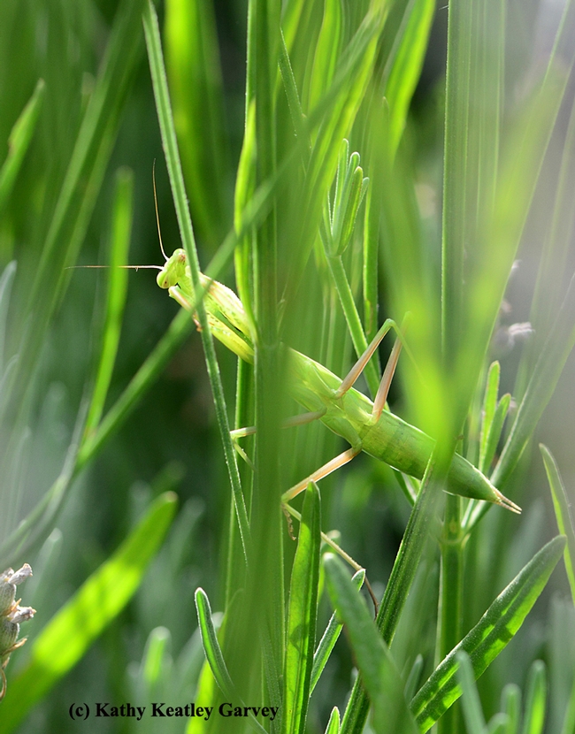 Exposed! Praying mantis peering around green stems. (Photo by Kathy Keatley Garvey)