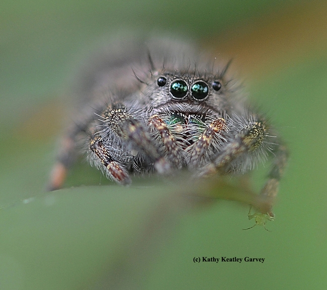 A jumping spider ready to jump. (Photo by Kathy Keatley Garvey)
