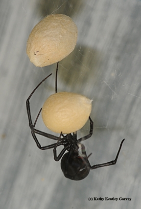 Black widow spider protecting its eggs. (Photo by Kathy Keatley Garvey)